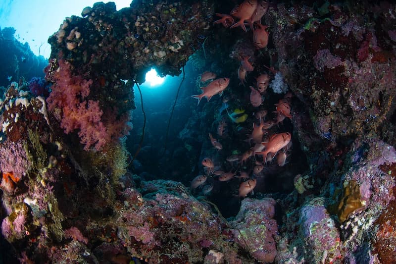 Corais e cardume de peixes